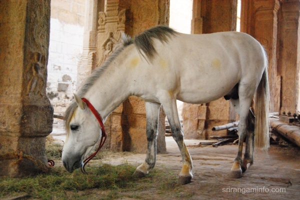 horse